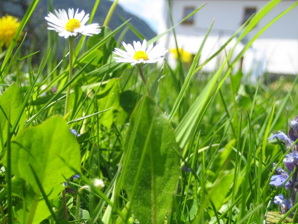 Biohof Koeck Tonibauer Villa Zeutschach Bagian luar foto